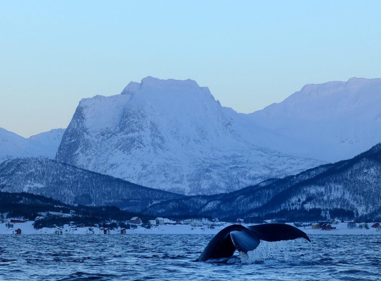 Senja Fjordhotell And Apartments Stonglandseidet Buitenkant foto